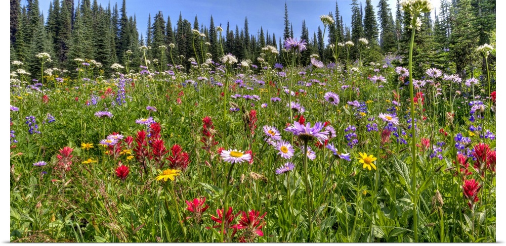 A beautiful alpine meadow of wild flowers located high in the Canadian Rocky Mountains.