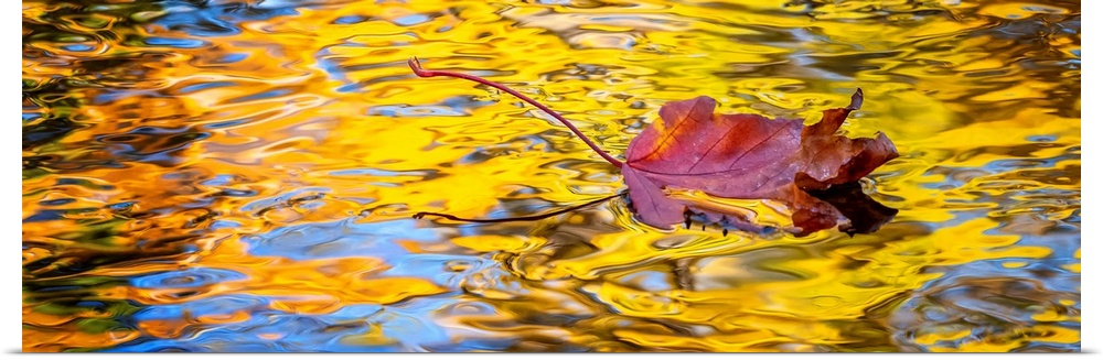 A single leaf floating in a reflections of golden colored trees in a creek.