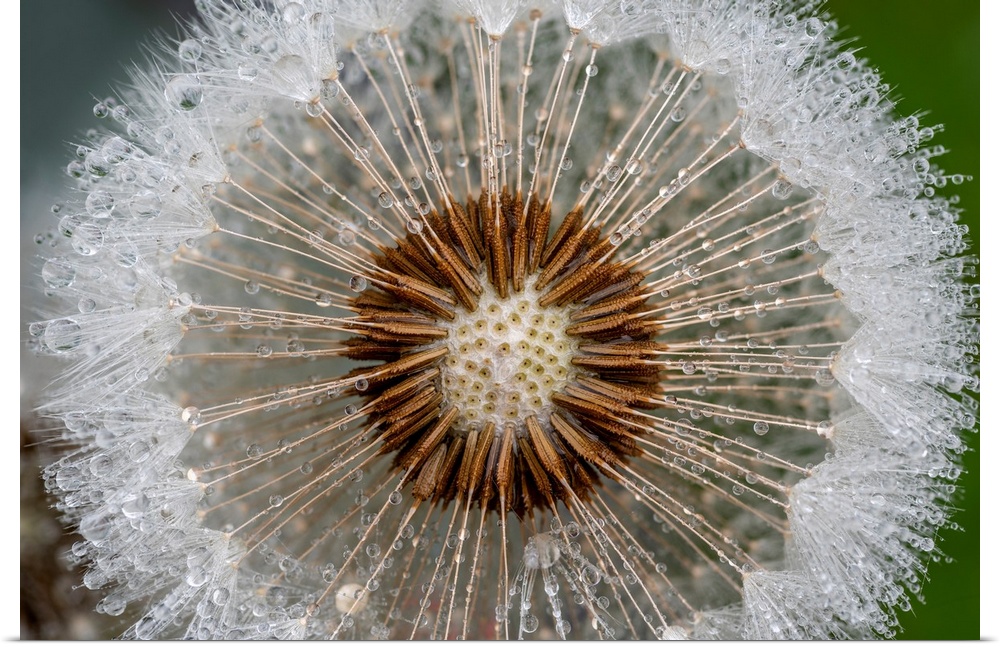 A macro image of a dandelion that has gone to seed covered in rain drops.