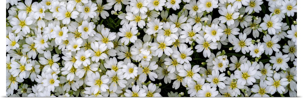 A group of small white flowers in a garden.