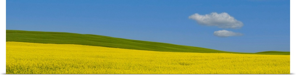 Panorama image of a summer prairie Canola field in Central Alberta, Canada with a wondering cloud.