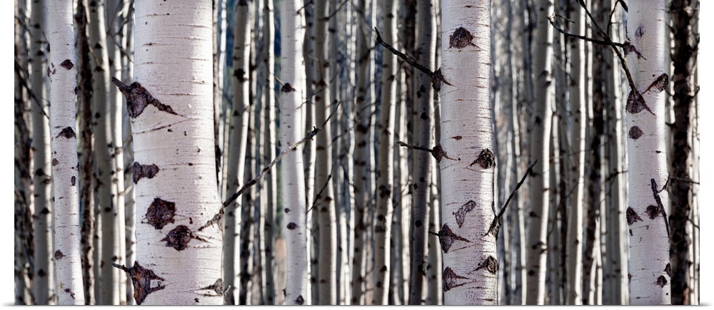 A close up image of a stand of Aspen trees.
