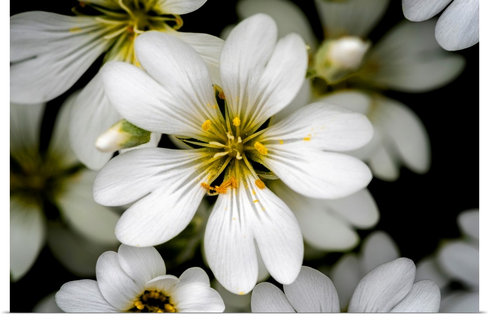 A close up image of a small delicate white garden flower.