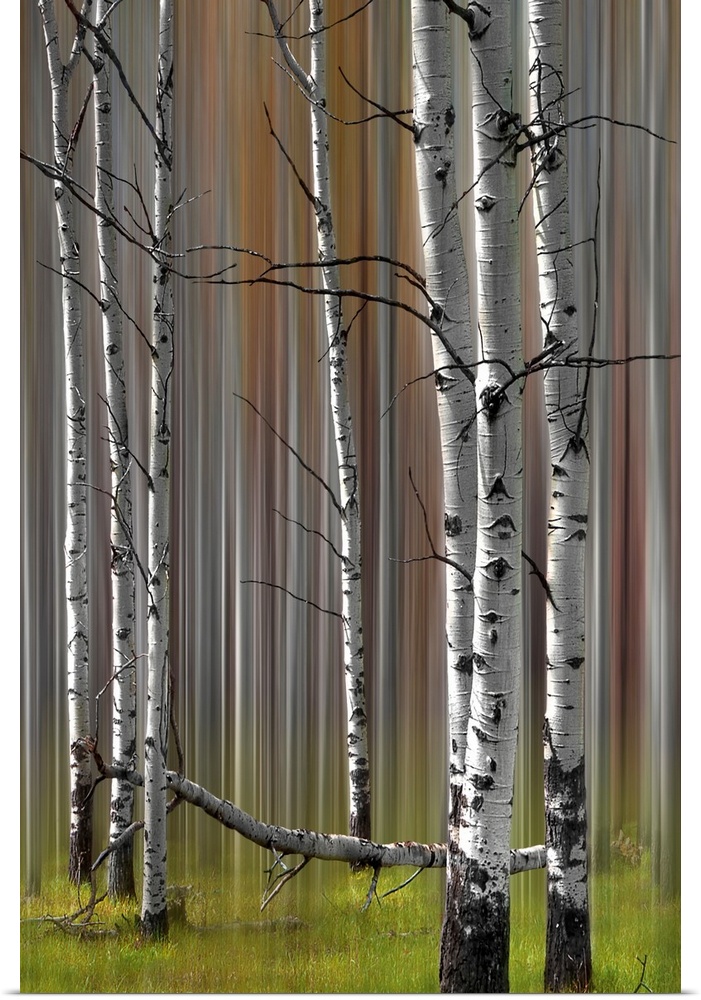 A two image compilation of a stand of fall colored poplar trees creating the sense of motion in an abstract image.
