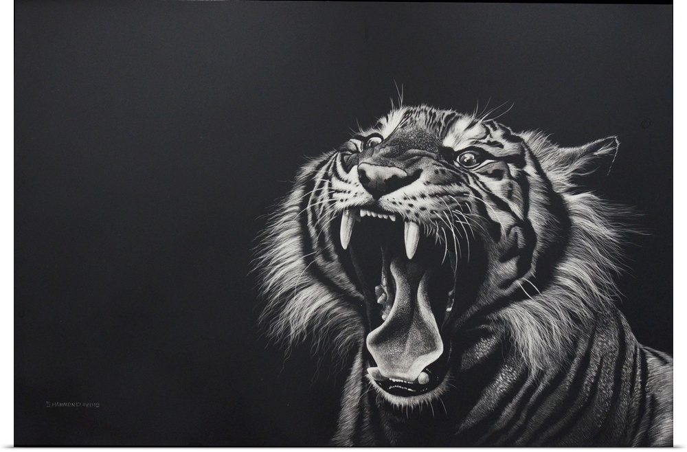 The power of this scratchboard is strong because of the action of this beautiful powerful Bengal. The title 'Back Off' is ...