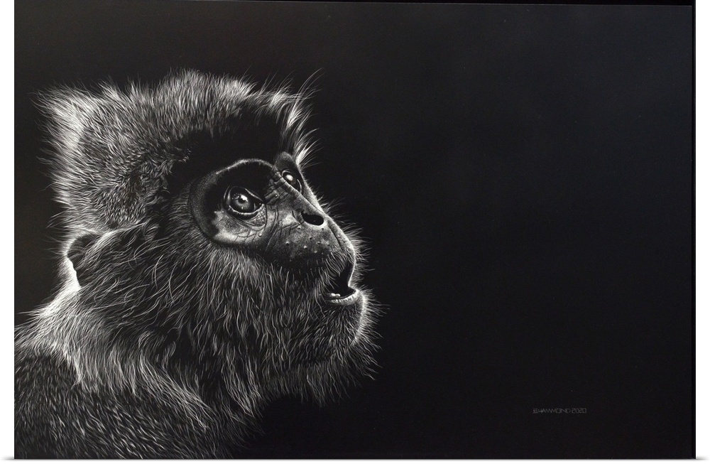 The eyes of this monkey just looking up in such an innocent impression. The details of this scratchboard show the strength...