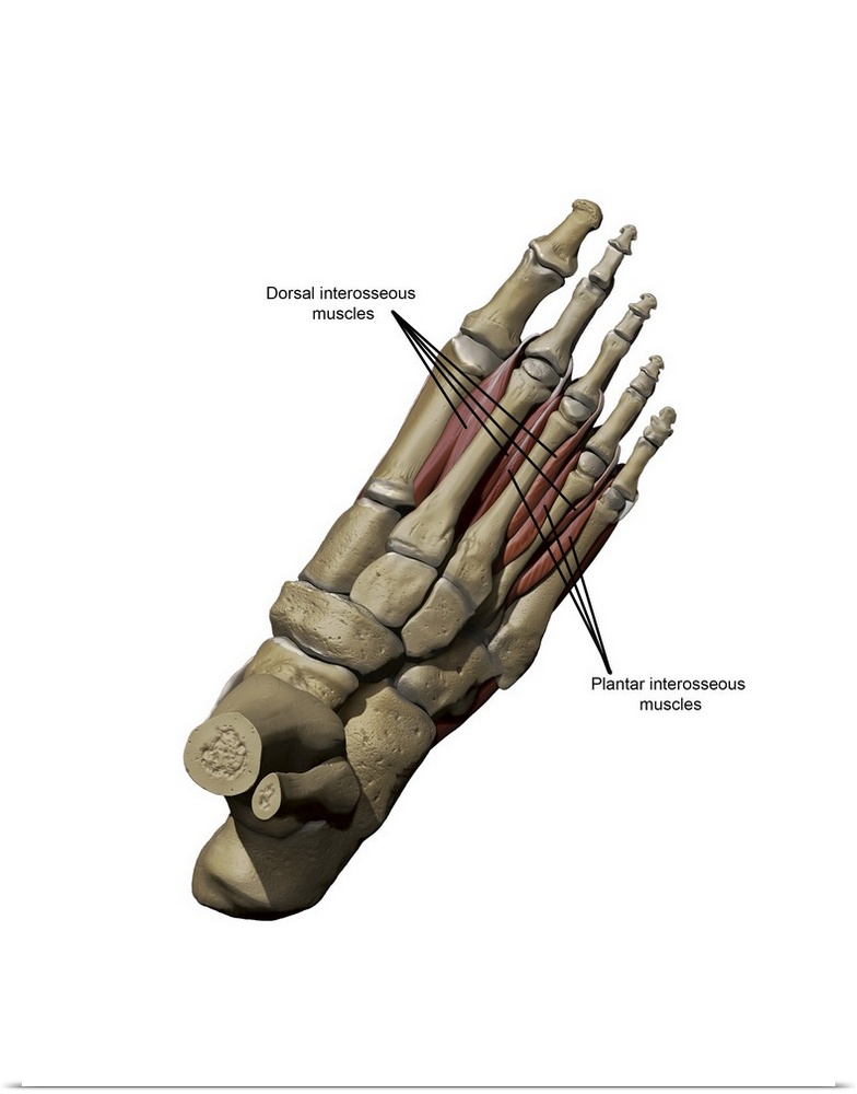 3D model of the foot depicting the dorsal deep muscles and bone structures.