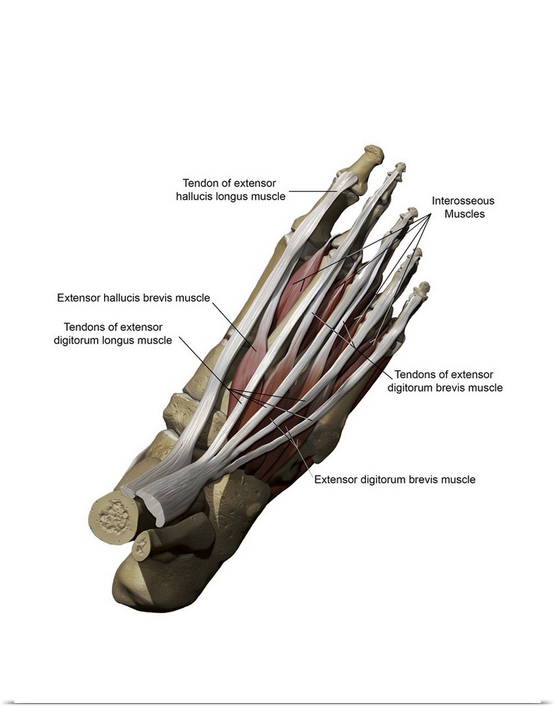 3D model of the foot depicting the dorsal superficial muscles and bone structure.