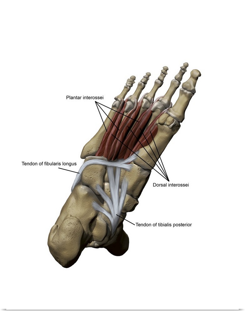 3D model of the foot depicting the plantar deep muscles and bone structures.