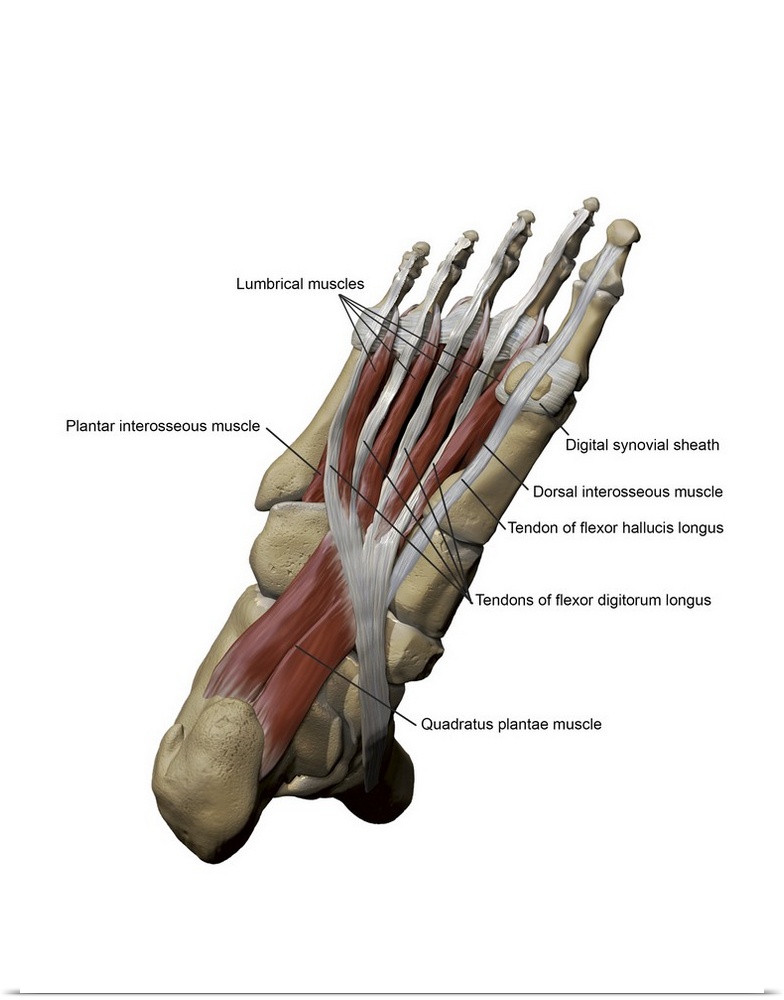 3D model of the foot depicting the plantar intermediate muscles and bone structures.