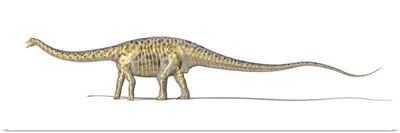 3D rendering of a Diplodocus dinosaur with full skeleton superimposed