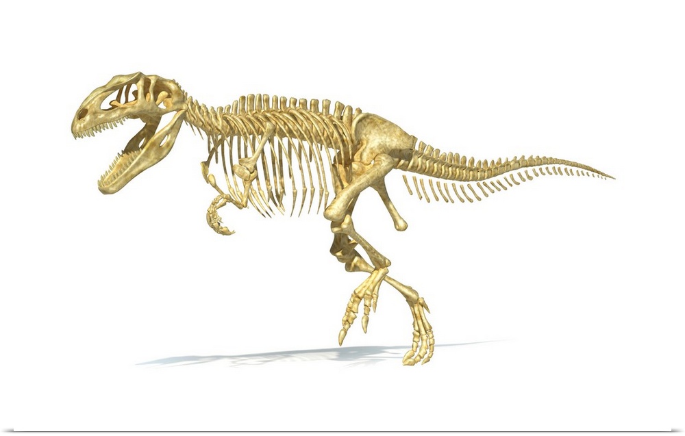 3D rendering of a Giganotosaurus dinosaur skeleton.