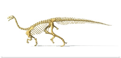 3D rendering of a Plateosaurus dinosaur skeleton