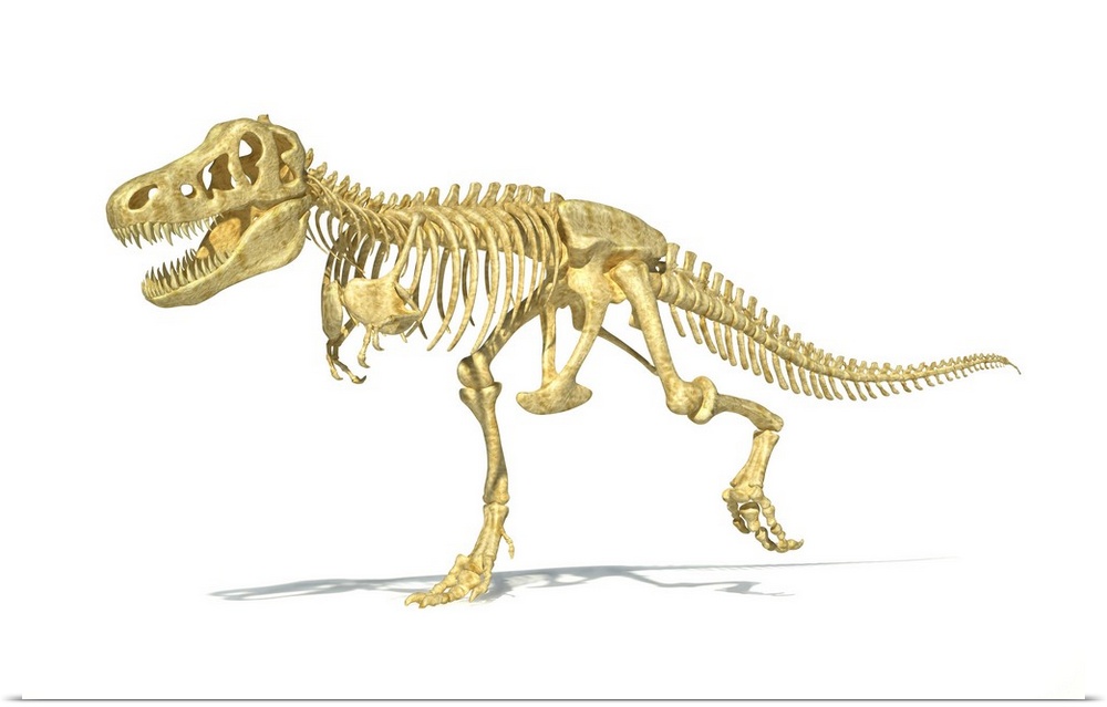 3D rendering of a Tyrannosaurus Rex dinosaur skeleton.
