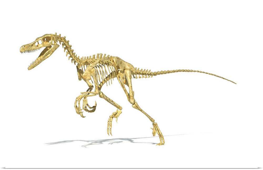 3D rendering of a Velociraptor dinosaur skeleton.