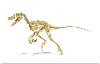 3D rendering of a Velociraptor dinosaur skeleton