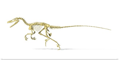 3D rendering of a Velociraptor dinosaur skeleton, side view