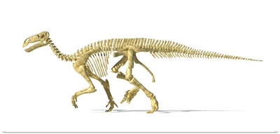 3D rendering of an Iguanodon dinosaur skeleton