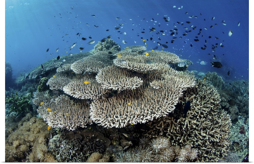 A beautiful coral reef thrives in Komodo National Park, Indonesia.
