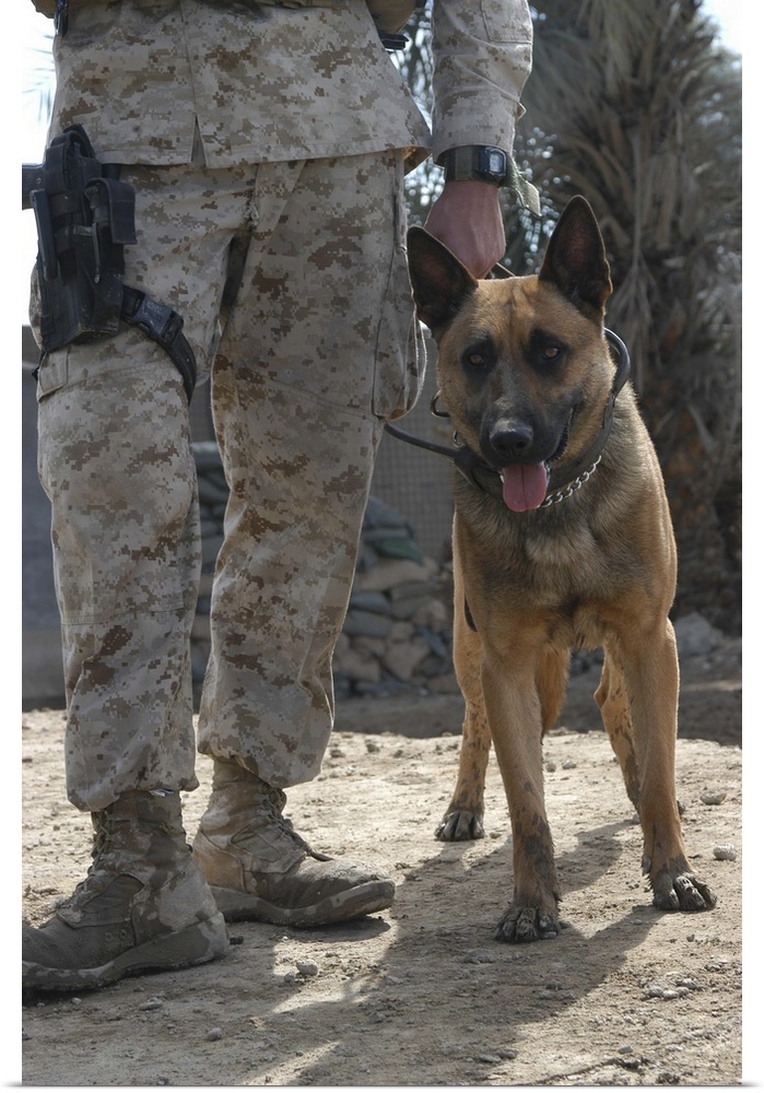 Hurricane Point, Ar Ramadi, Iraq, March 12, 2005 ... While on the job, a Belgium Malonois military working dog stands by h...