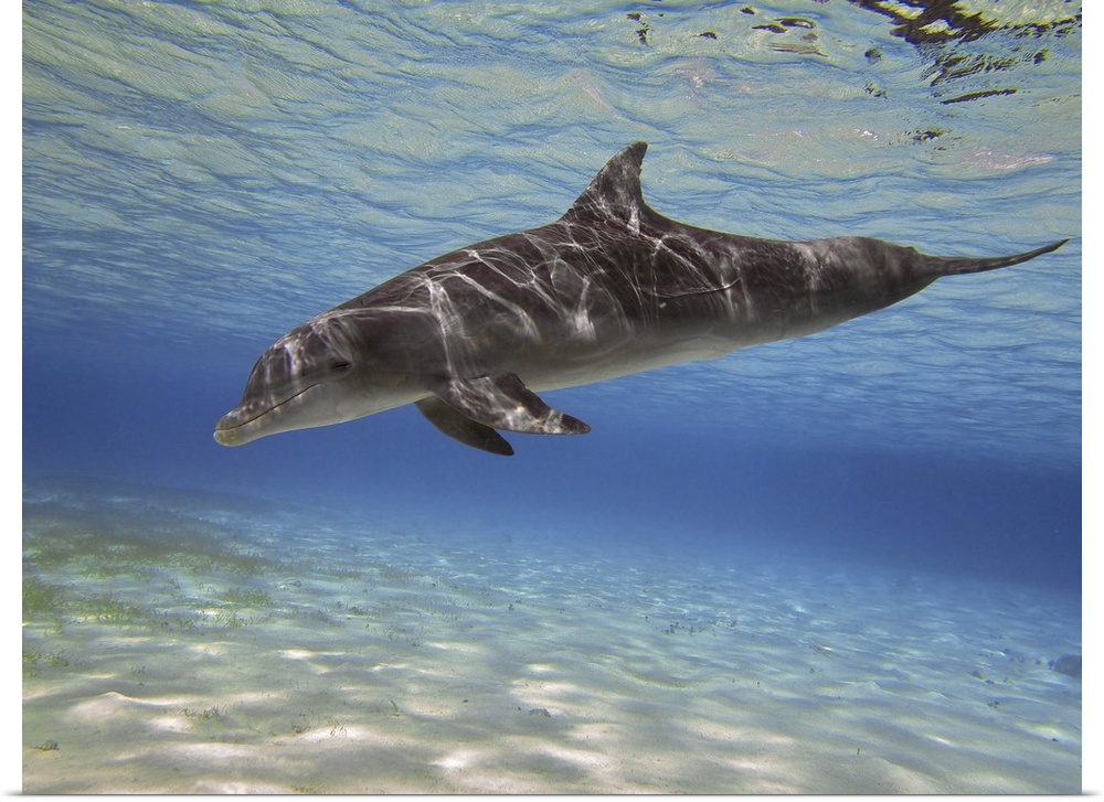 A bottlenose dolphin swimming the Barrier Reef, Grand Cayman.