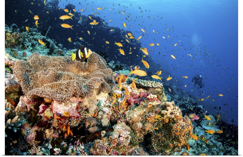 A clownfish lives on top of an anemone on a coral reef and an eel lives under the anemone, Maldives.