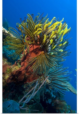 A colony of feather stars attached to sponge, Papua New Guinea