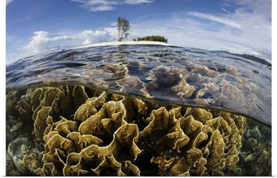 A colony of fire corals grows in shallow water in Raja Ampat, Indonesia.