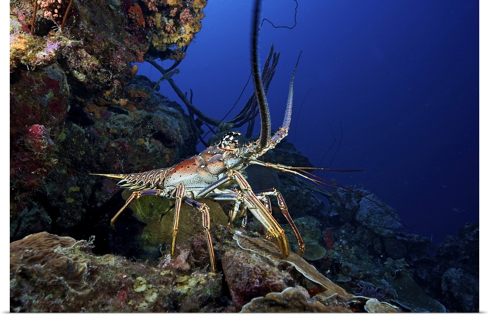 A common spiny lobster backs his way into the protection of the reef, Bonaire, Caribbean Netherlands.