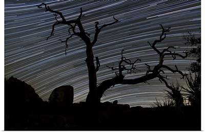 A dead Pinyon pine tree and star trails, Joshua Tree National Park, California