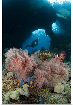 A diver approaches a gorgonian sea fan, Indonesia