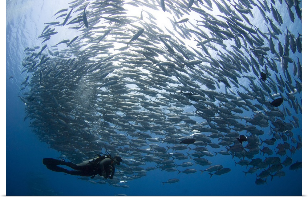 A diver looks on at schooling Jacks at Mary Island, Solomon Islands.