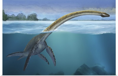 A Elasmosaurus platyurus swims freely in prehistoric waters