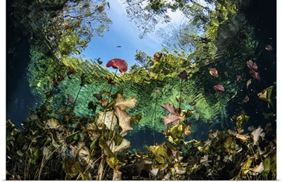 A Garden Of Lilies Grows In The Mouth Of The Nicte Ha Cenote In Mexico