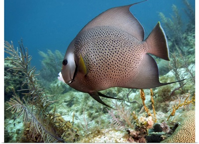 A Gray Angelfish in the shallow waters off the coast of Key Largo, Florida