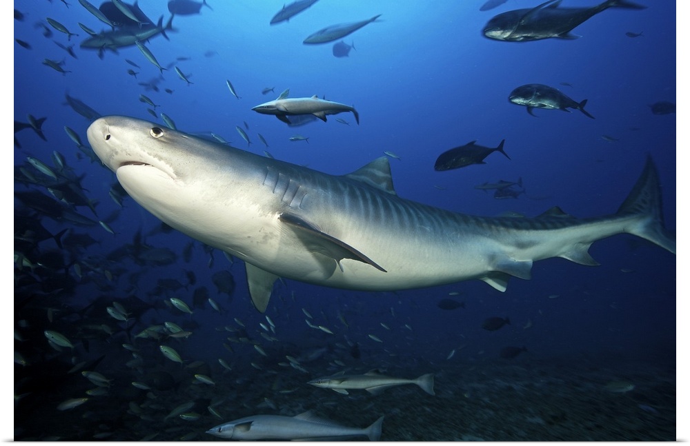 A large 10 foot Tiger Shark swims into the feeding zone, Fiji.