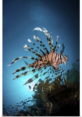 A Lionfish Hovers Over A Coral Reef As The Sun Sets