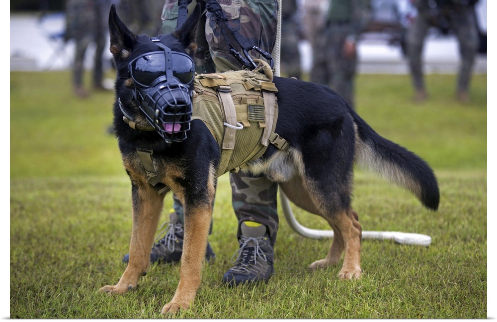 September 23, 2015 - A multipurpose canine with Marine Raider Regiment, prepares to participate in special patrol insertio...
