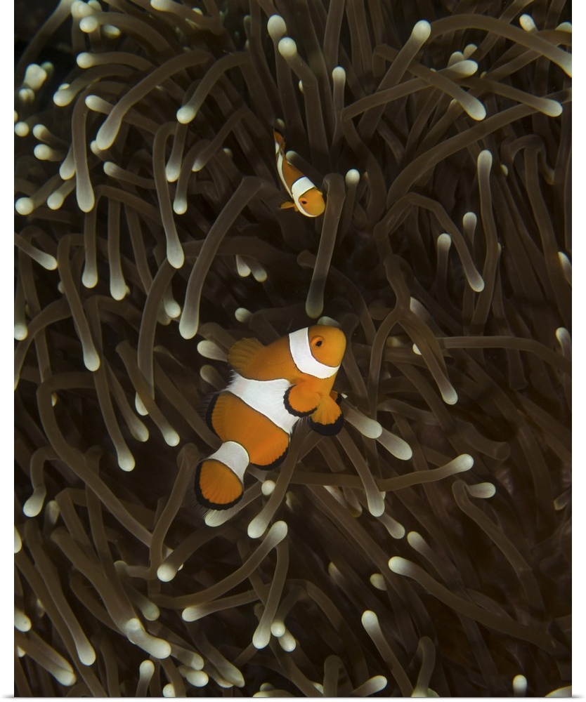 A pair of anemonefish in its host anemone, Manado, Indonesia.