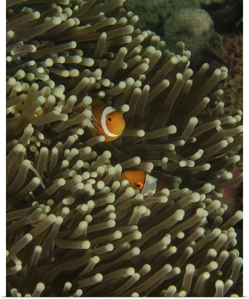 A pair of anemonefish in its host anemone, Lembeh Strait, Indonesia.