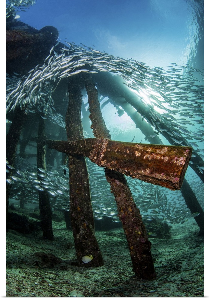 A pier provides a shelter for a school of scats, Raja Ampat, Indonesia.
