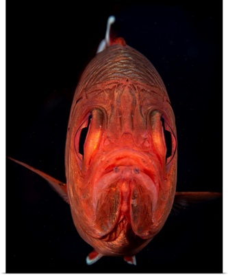 A Portrait Of A Soldierfish With A Perpetual Frown