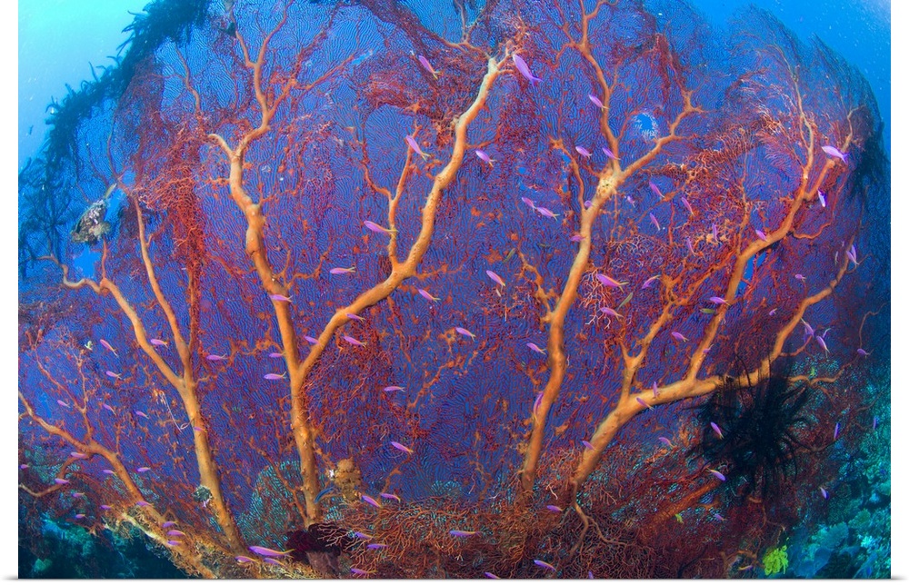 A red sea fan with purple anthias fish, Papua New Guinea.