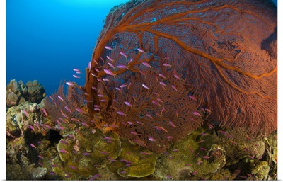 A red sea fan with purple anthias fish, Papua New Guinea