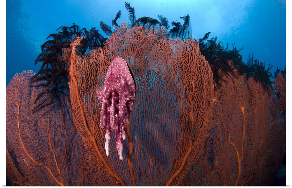 A red sea fan with sponge colored clam attached, Papua New Guinea.