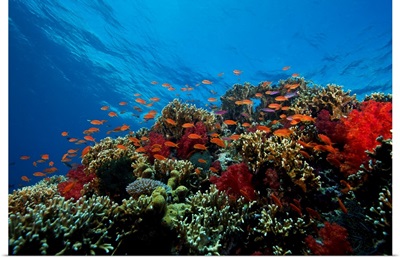 A school of orange basslets on a healthy coral reef in Fiji