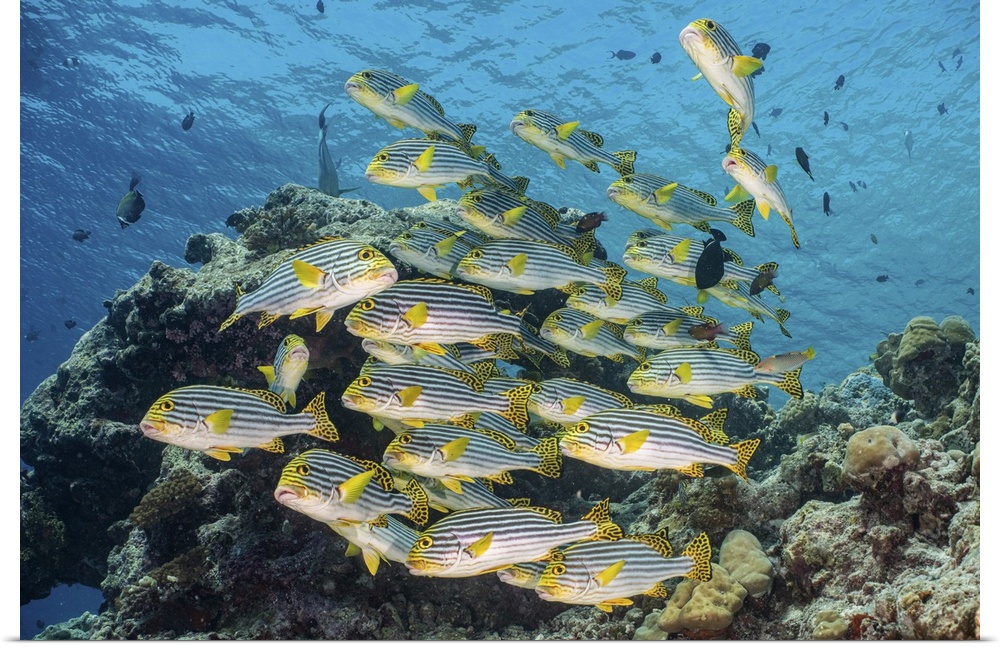 A school of sweetlip fish stacked up against a coral head, Maldives.