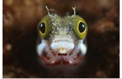 A Secretary Blenny looks out from its coral home
