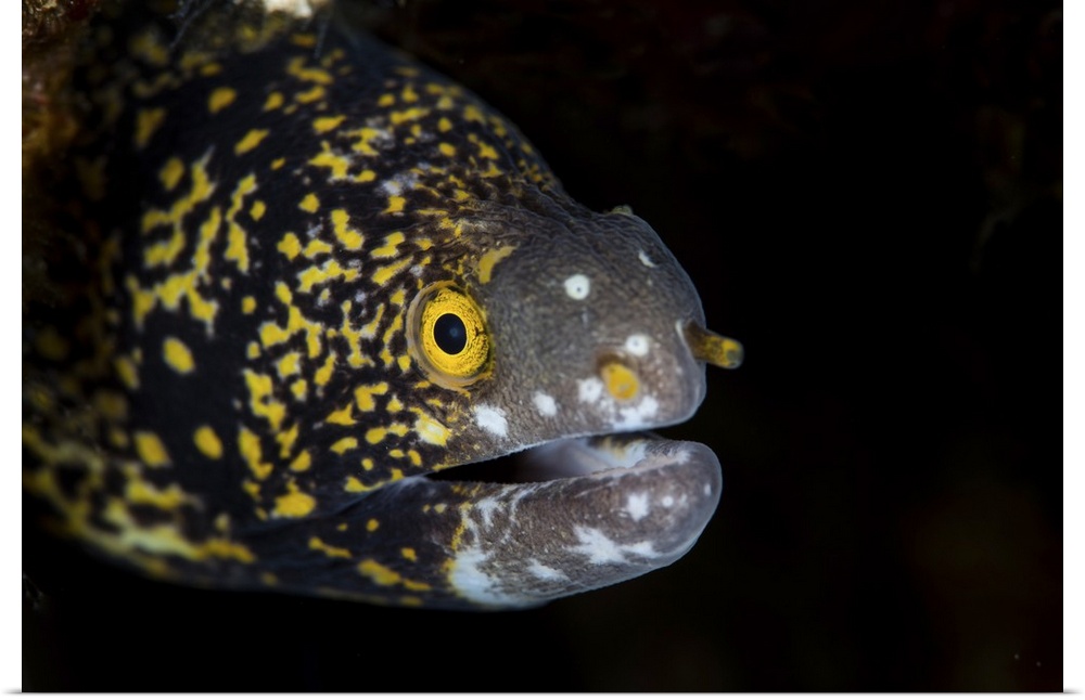A snowflake moray eel peeks out from a dark hole on a reef.