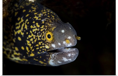 A snowflake moray eel peeks out from a dark hole on a reef